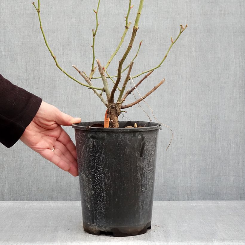 Example of Rosa Happiness - Klimroos Pot van 4 l/5 l as you get in hiver