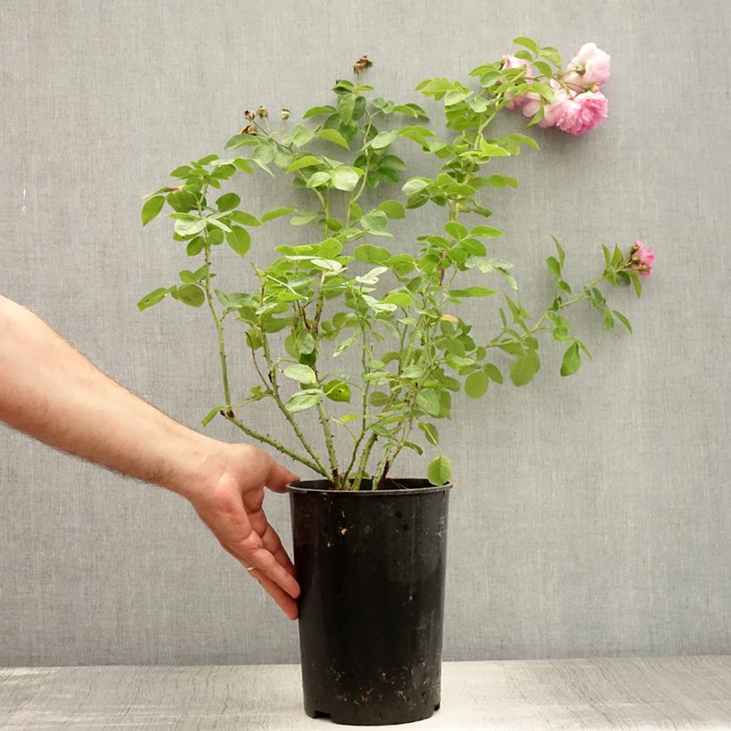 Exemplaar van Rosa Jasmina - Klimroos Pot van 4 l/5 l zoals geleverd in de zomer
