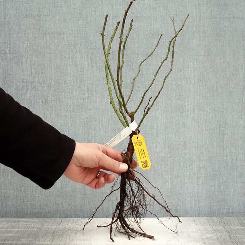 Example of Rosa Jasmina - Klimroos Naakte wortel as you get in hiver