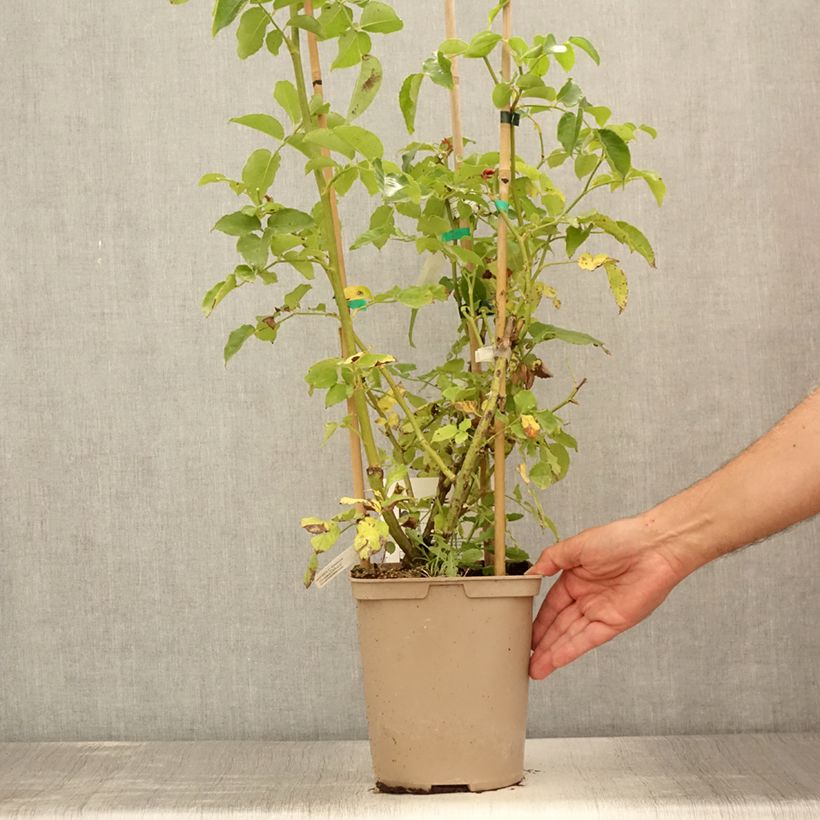 Exemplaar van Rosa Claude Monet - Doorbloeiende Klimroos Pot van 3 l/4 l zoals geleverd in de zomer