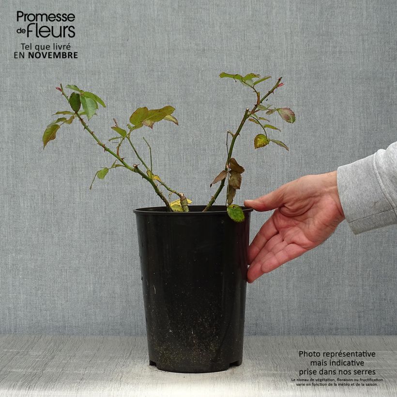 Exemplaar van Rosa Laguna - Doorbloeiende Klimroos Pot van 4 l/5 l zoals geleverd in de herfst