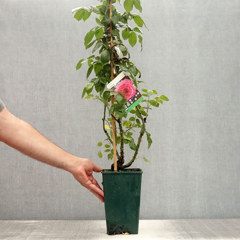 Exemplaar van Rosa Laguna - Doorbloeiende Klimroos Pot van 4 l/5 l zoals geleverd in de zomer