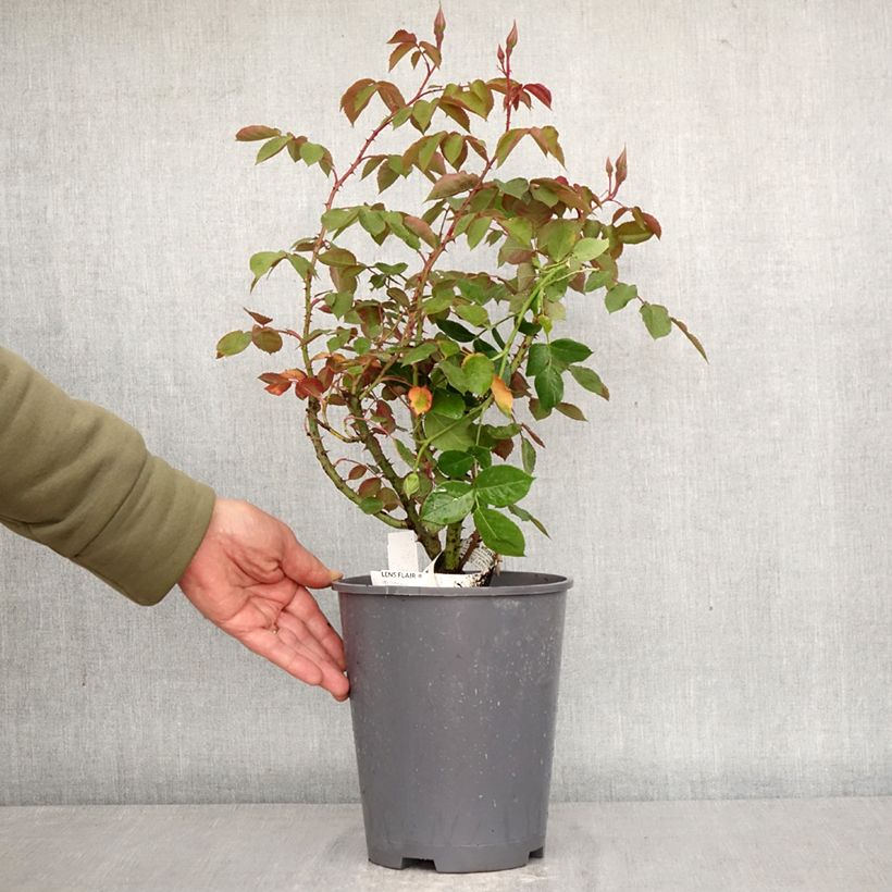 Exemplaar van Rosa Lens Flair - Klimroos Pot van 4 l/5 l zoals geleverd in de lente