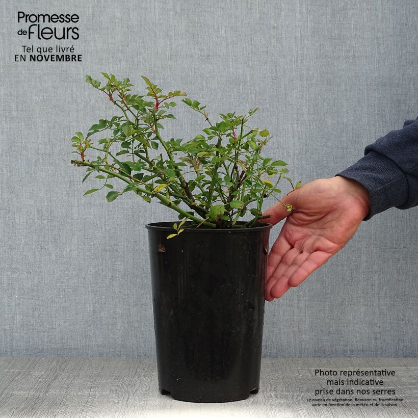 Exemplaar van Rosa Libertas - Klimroos Pot van 4 l/5 l zoals geleverd in de herfst
