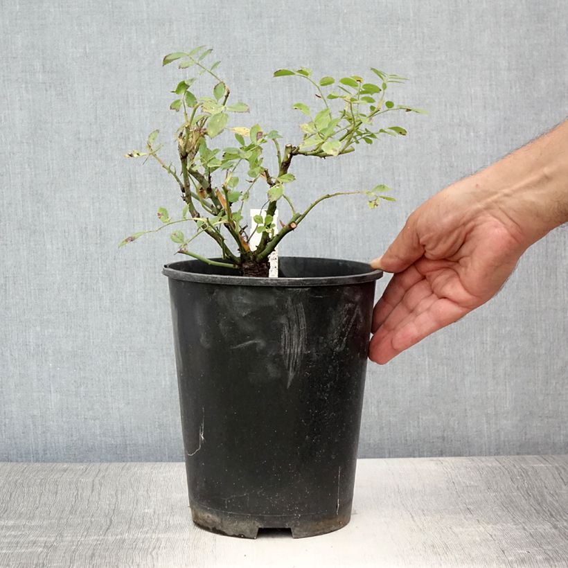 Exemplaar van Rosa Libertas - Klimroos Pot van 4 l/5 l zoals geleverd in de zomer