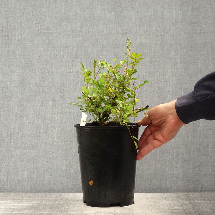 Example of Rosa Libertas - Klimroos Pot van 4 l/5 l as you get in printemps