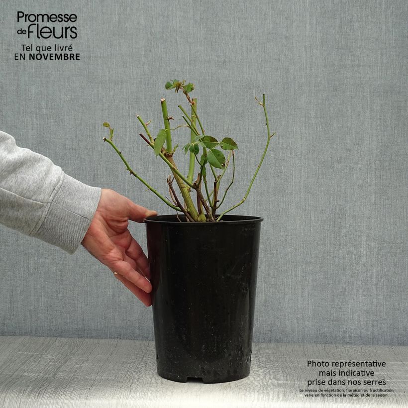 Exemplaar van Rosa Madame Alfred Carrière - Klimroos Pot van 4 l/5 l zoals geleverd in de herfst