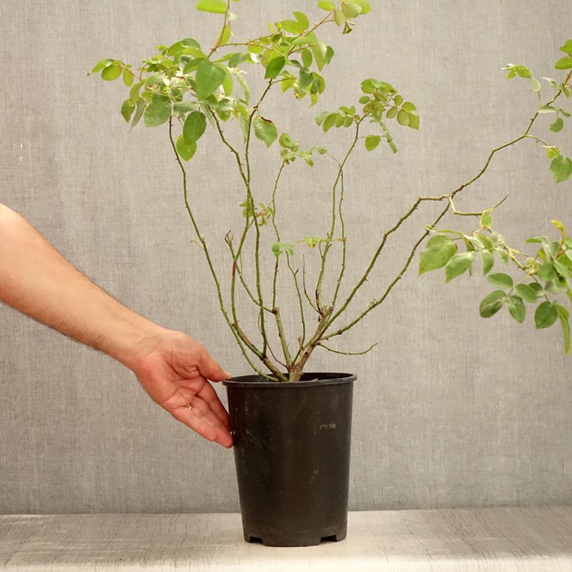 Exemplaar van Rosa May Queen - Klimroos Pot van 4 l/5 l zoals geleverd in de zomer