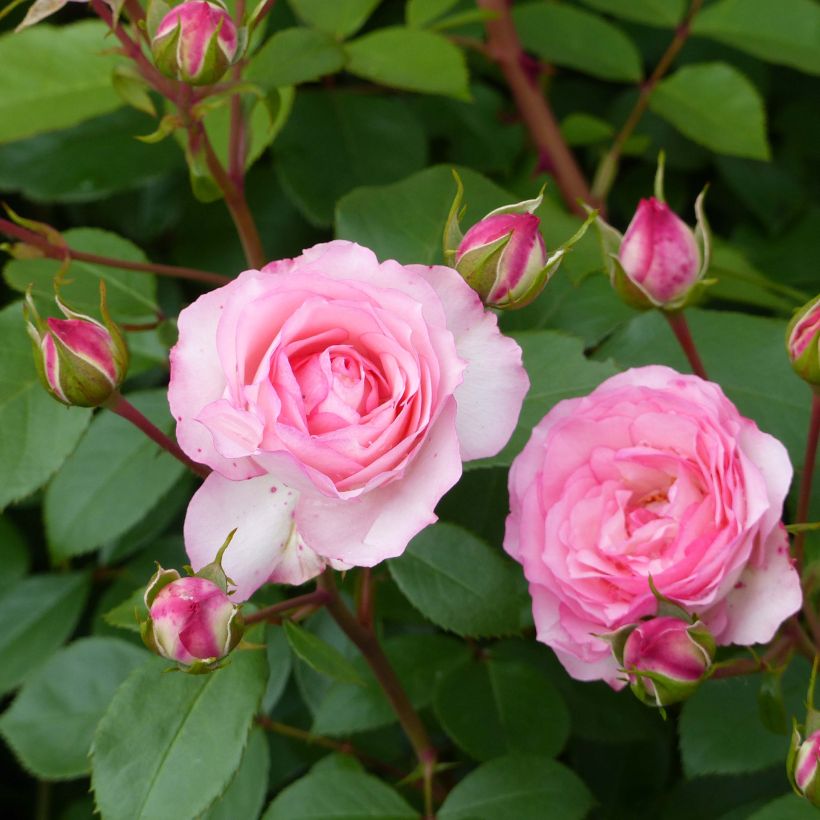 Rosa Mini Eden Rose - Klimroos (Flowering)