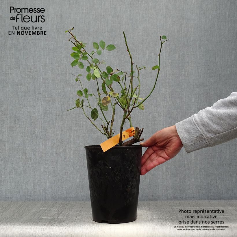 Exemplaar van Rosa Mini Eden Rose - Klimroos Pot van 4 l/5 l zoals geleverd in de herfst
