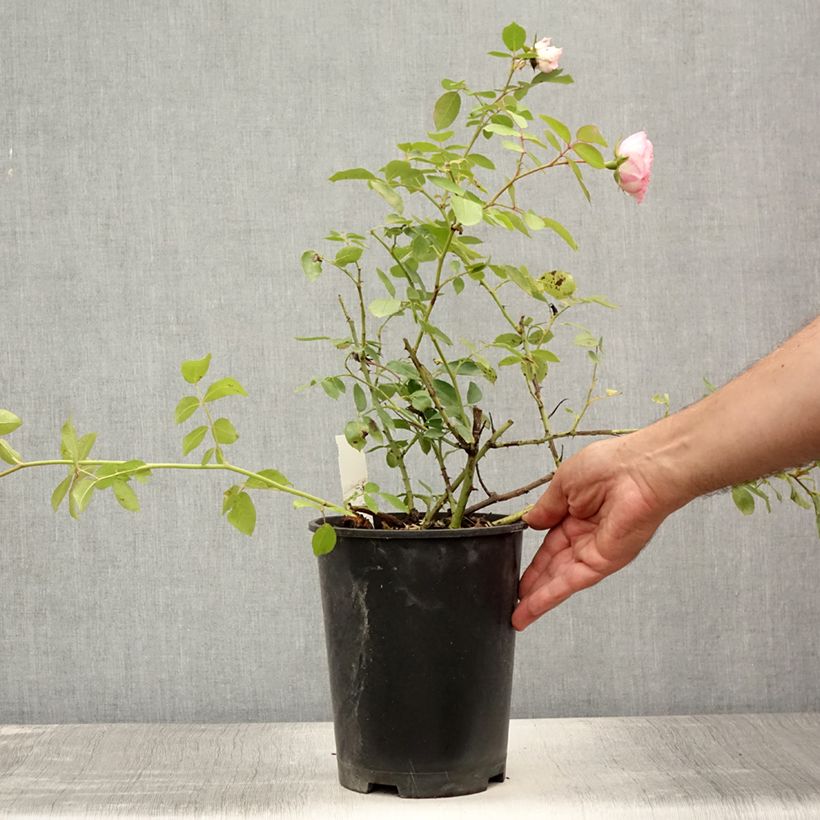 Exemplaar van Rosa Mini Eden Rose - Klimroos Pot van 4 l/5 l zoals geleverd in de zomer