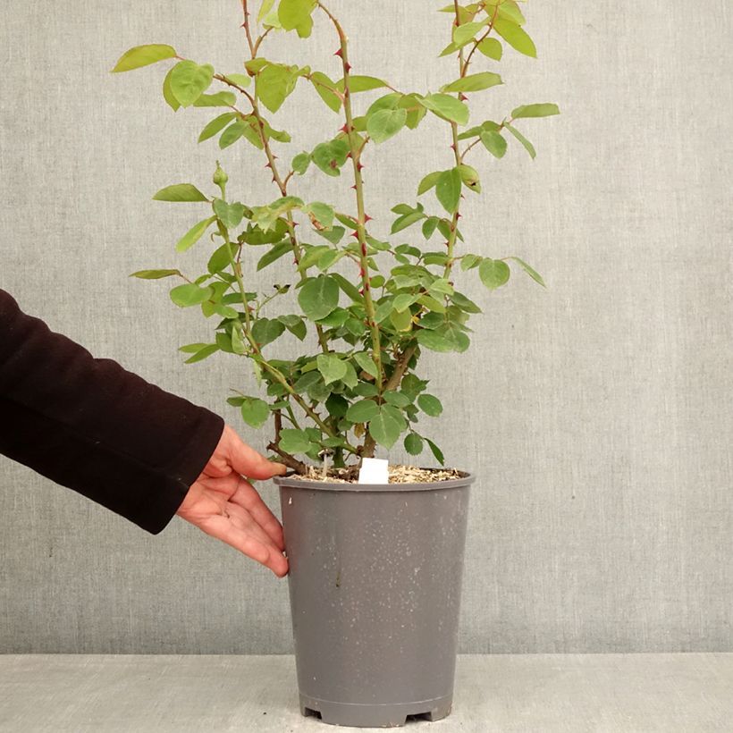 Exemplaar van Rosa Madame Caroline Testout - Klimroos Pot van 4 l/5 l zoals geleverd in de lente