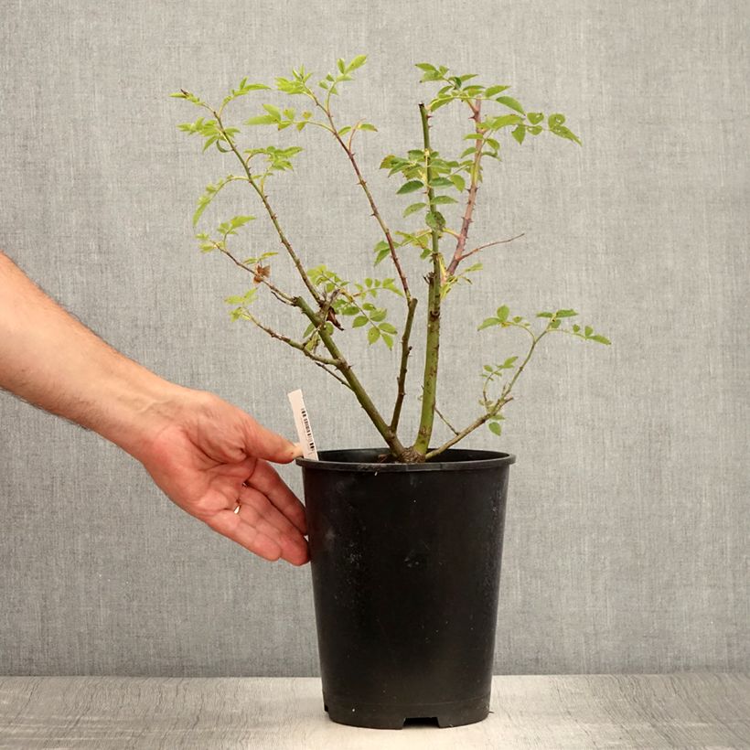 Exemplaar van Rosa Madame Grégoire Staechelin - Klimroos Pot van 4 l/5 l zoals geleverd in de zomer