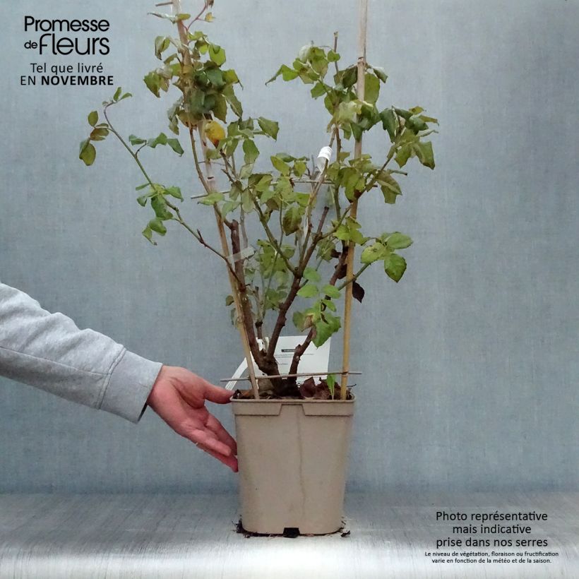Exemplaar van Rosa Nahéma - Doorbloeiende Klimroos Pot van 3 l/4 l zoals geleverd in de herfst