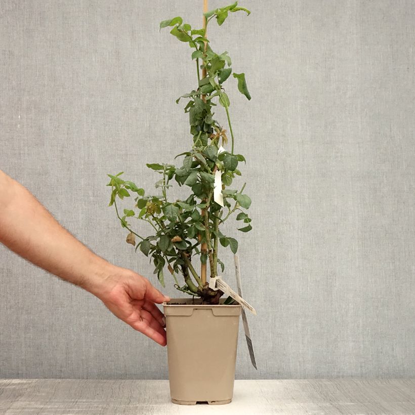 Exemplaar van Rosa Nahéma - Doorbloeiende Klimroos Pot van 3 l/4 l zoals geleverd in de zomer