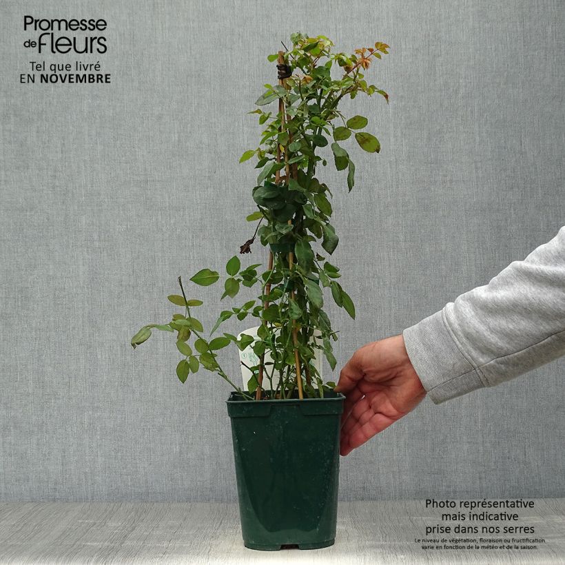 Exemplaar van Rosa Starlet Rose Natalie - Klimroos Pot van 3 l/4 l zoals geleverd in de herfst