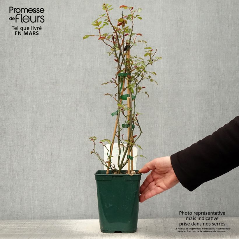 Exemplaar van Rosa Starlet Rose Natalie - Klimroos Pot van 3 l/4 l zoals geleverd in de lente