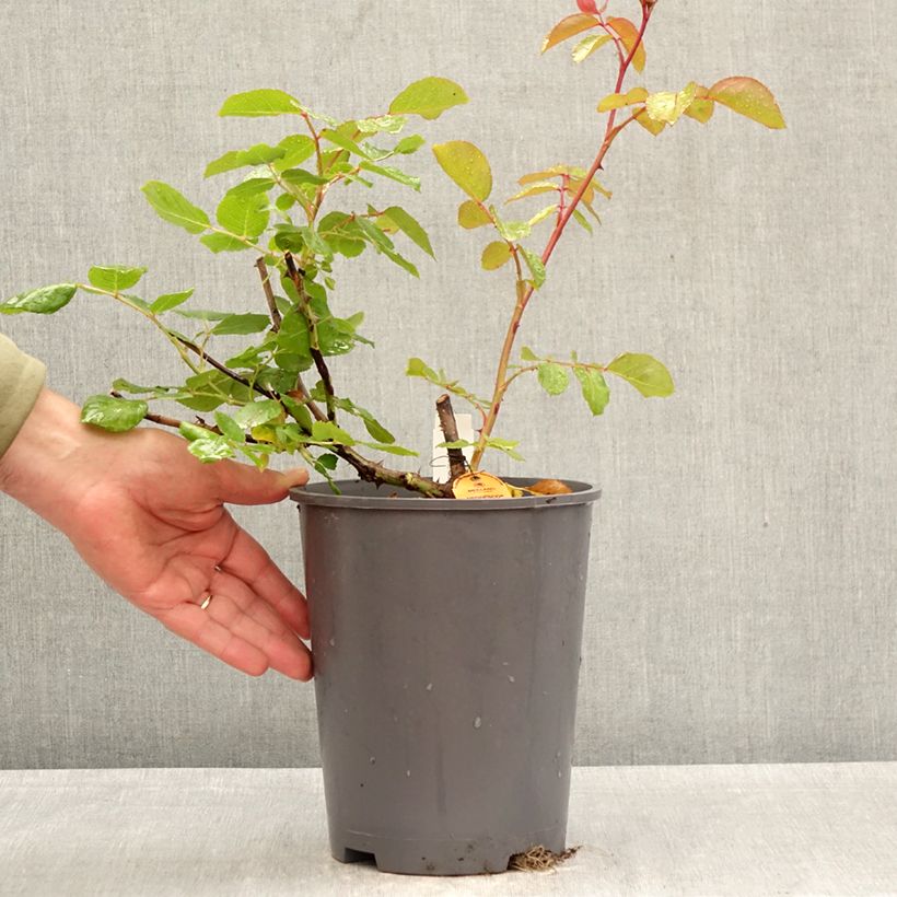 Exemplaar van Rosa Negresco - Klimroos Pot van 4 l/5 l zoals geleverd in de lente