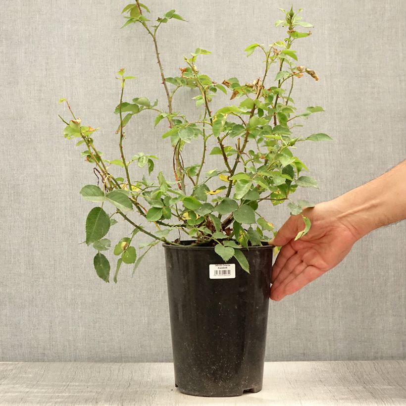Exemplaar van Rosa Orienta Aladdin - Klimroos Pot van 4 l/5 l zoals geleverd in de zomer