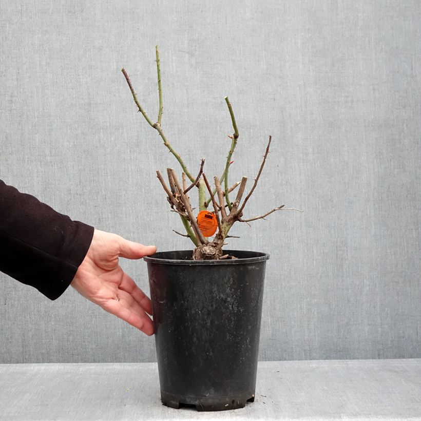 Example of Rosa Oriental Peace - Klimroos Pot van 4 l/5 l as you get in hiver