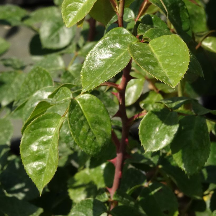 Rosa Ozeana - Klimroos (Blad)