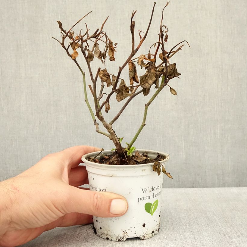 Exemplaar van Rosa White Eden Rose - Klimroos Pot van 10 cm/11 cm zoals geleverd in de herfst