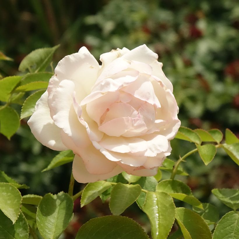 Rosa White Eden Rose - Klimroos (Bloei)