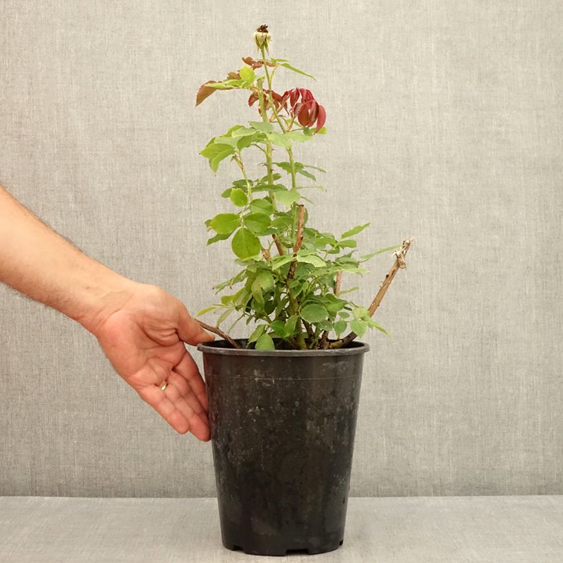 Exemplaar van Rosa White Eden Rose - Klimroos Pot van 4 l/5 l zoals geleverd in de zomer