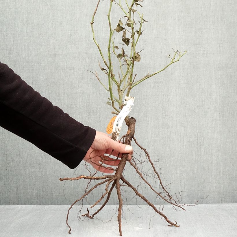 Exemplaar van Rosa White Eden Rose - Klimroos Naakte wortel zoals geleverd in de winter