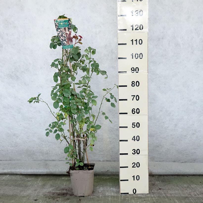 Exemplaar van Rosa Papi Delbard - Doorbloeiende Klimroos Pot van 3 l/4 l zoals geleverd in de zomer