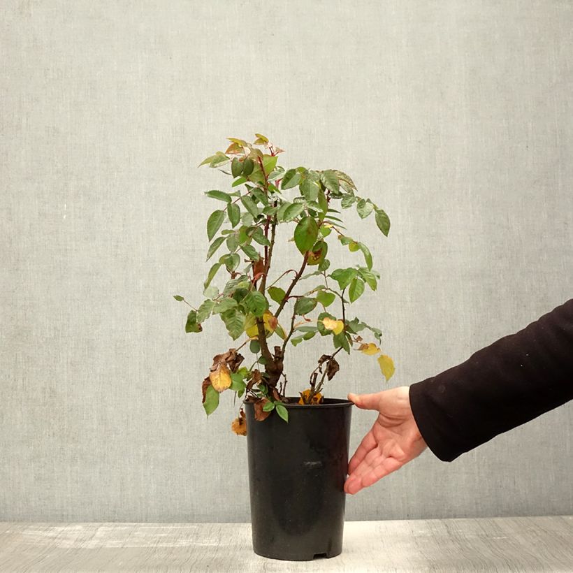 Exemplaar van Rosa Parfuma Kiss me Kate - Klimroos Pot van 4 l/5 l zoals geleverd in de herfst