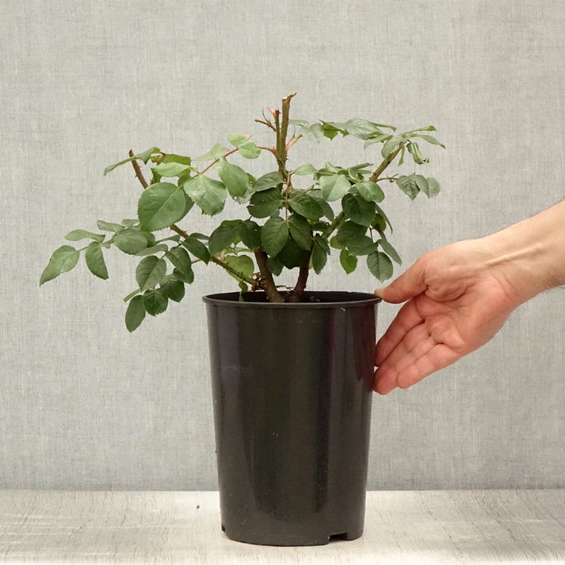 Exemplaar van Rosa Parfuma Kiss me Kate - Klimroos Pot van 4 l/5 l zoals geleverd in de zomer