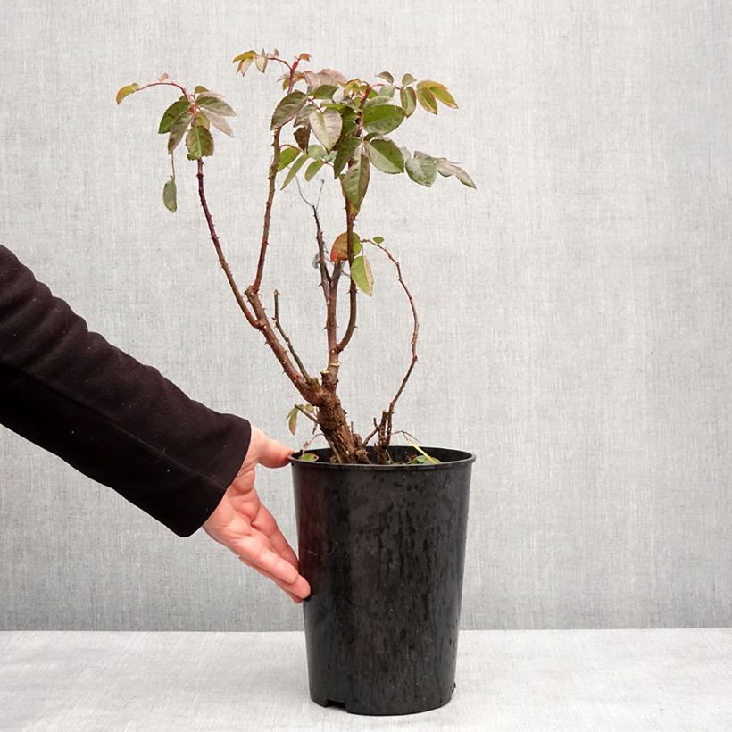 Exemplaar van Rosa Parfuma Kiss me Kate - Klimroos Pot van 4 l/5 l zoals geleverd in de winter