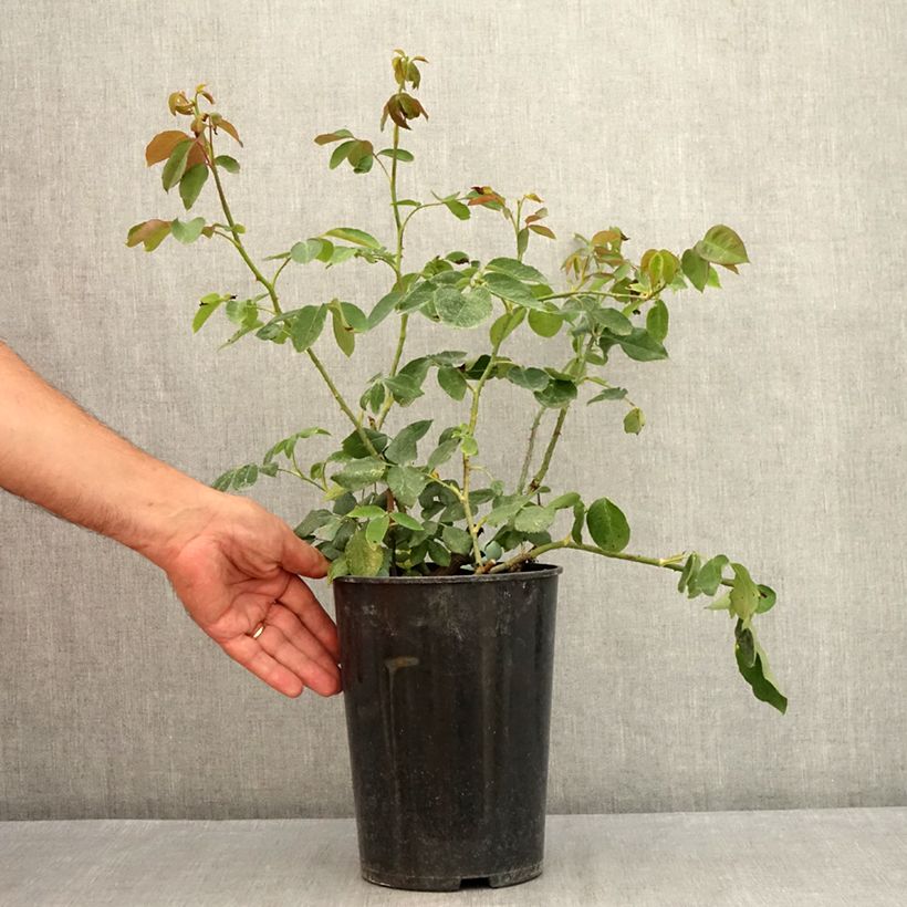 Exemplaar van Rosa Paul's Lemon Pillar - Grootbloemige Klimroos Pot van 4 l/5 l zoals geleverd in de zomer