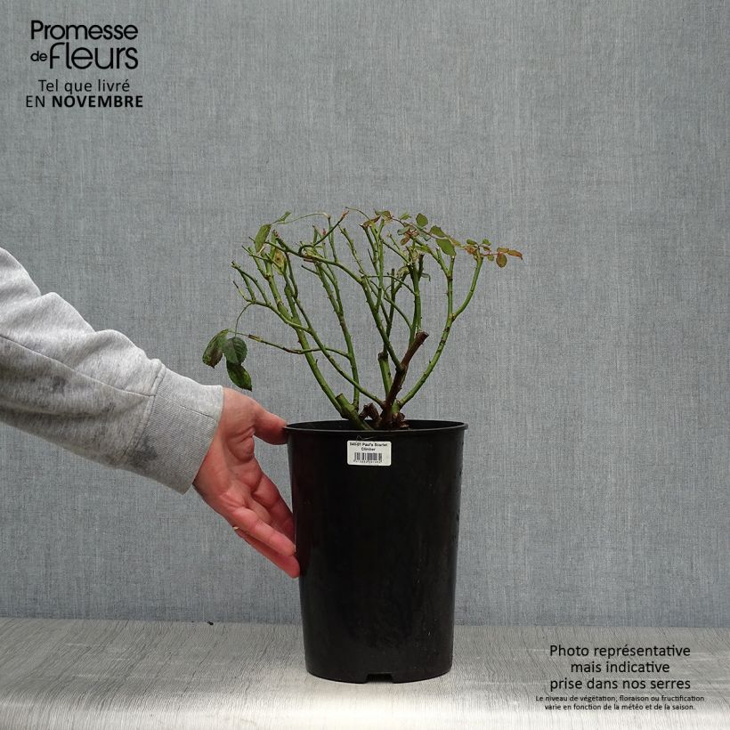 Exemplaar van Rosa Paul's Scarlet Climber - Klimroos Pot van 4 l/5 l zoals geleverd in de herfst