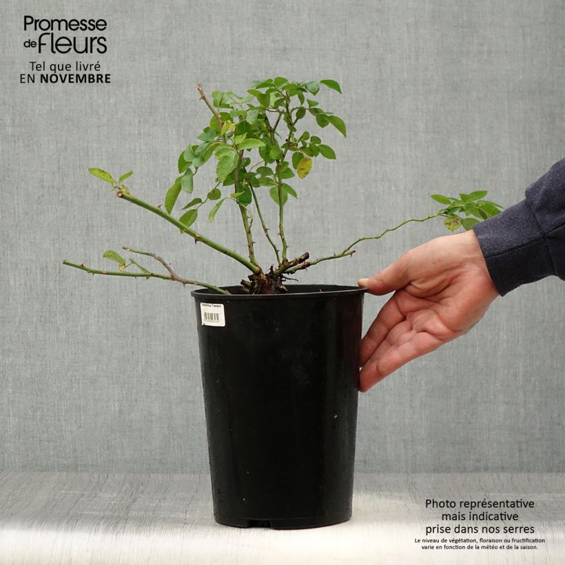 Exemplaar van Rosa Paul Transon - Klimroos Pot van 4 l/5 l zoals geleverd in de herfst