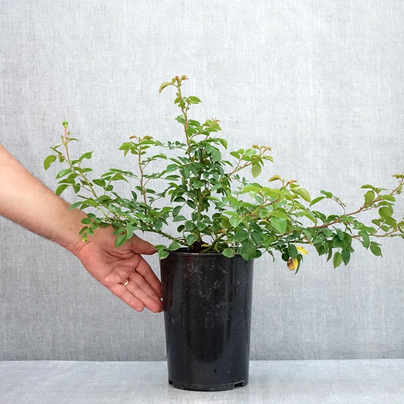 Exemplaar van Rosa Paul Transon - Klimroos Pot van 4 l/5 l zoals geleverd in de zomer