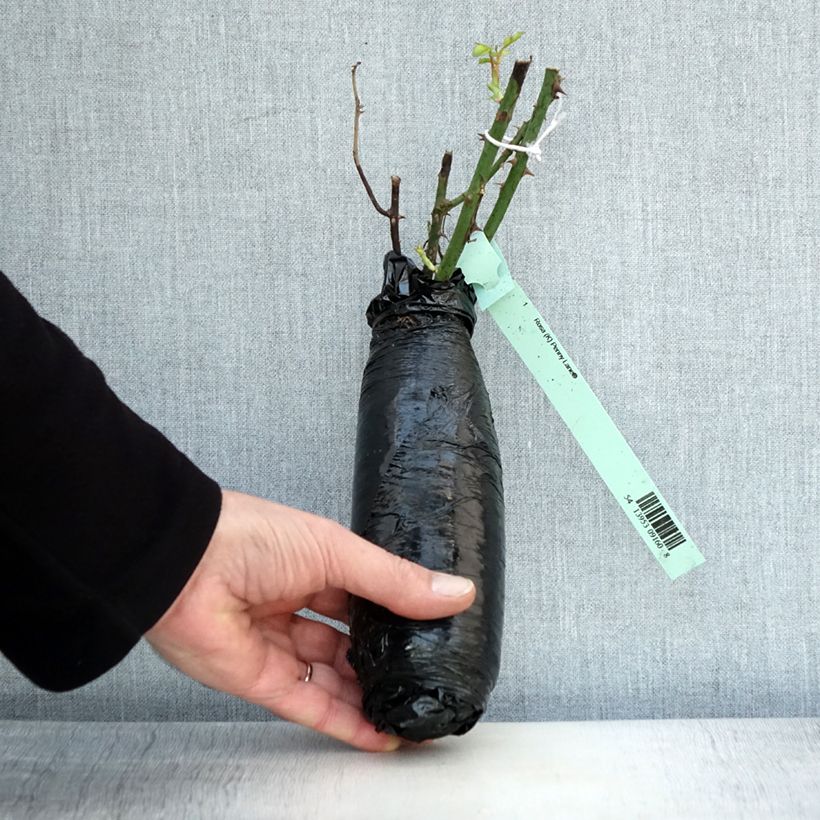 Exemplaar van Rosa Penny Lane - Grootbloemige Klimroos In kluit zoals geleverd in de winter