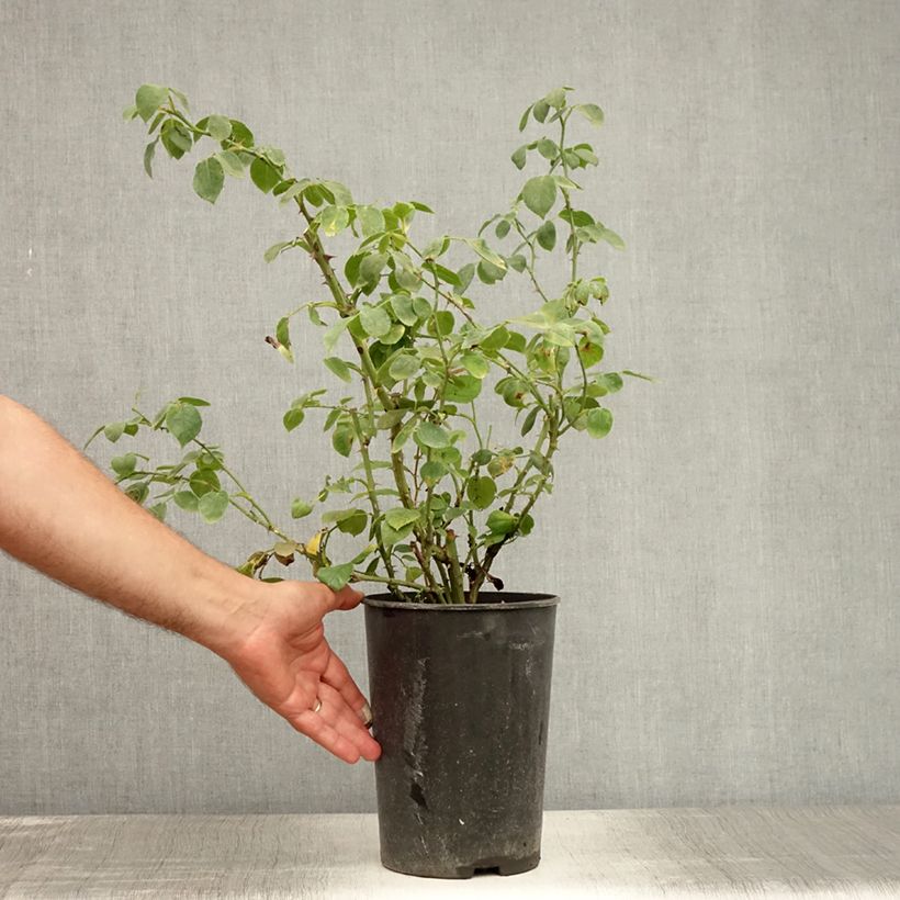 Exemplaar van Rosa Penny Lane - Grootbloemige Klimroos Pot van 4 l/5 l zoals geleverd in de zomer
