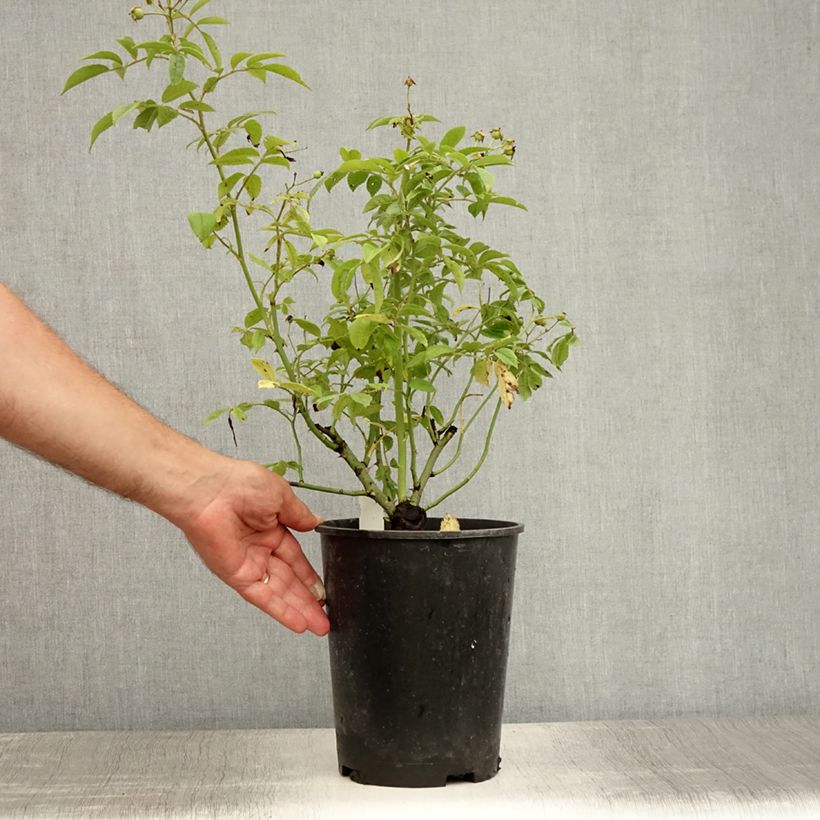 Exemplaar van Rosa Perennial Blue - Klimroos Pot van 4 l/5 l zoals geleverd in de zomer