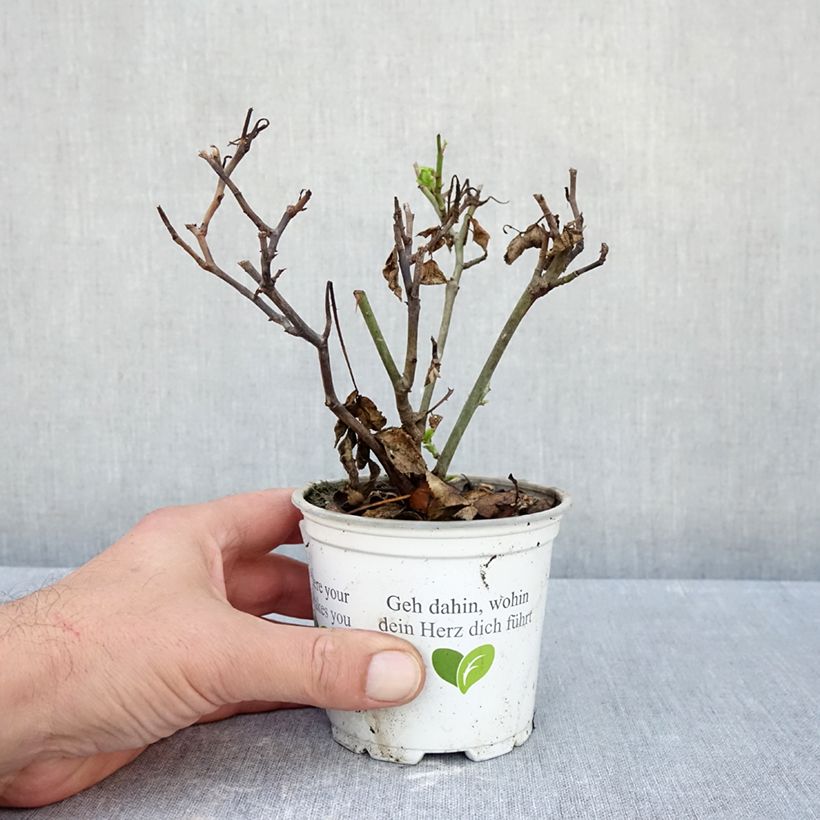 Exemplaar van Rosa Pierre de Ronsard - Klimroos Pot van 10 cm/11 cm zoals geleverd in de herfst