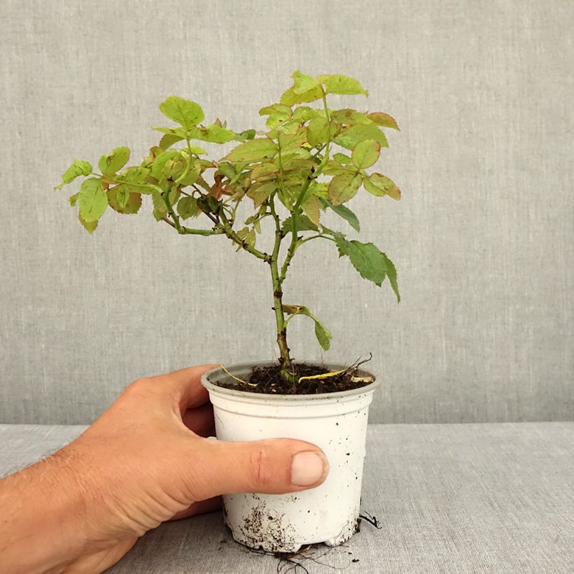 Exemplaar van Rosa Pierre de Ronsard - Klimroos Pot van 10 cm/11 cm zoals geleverd in de zomer