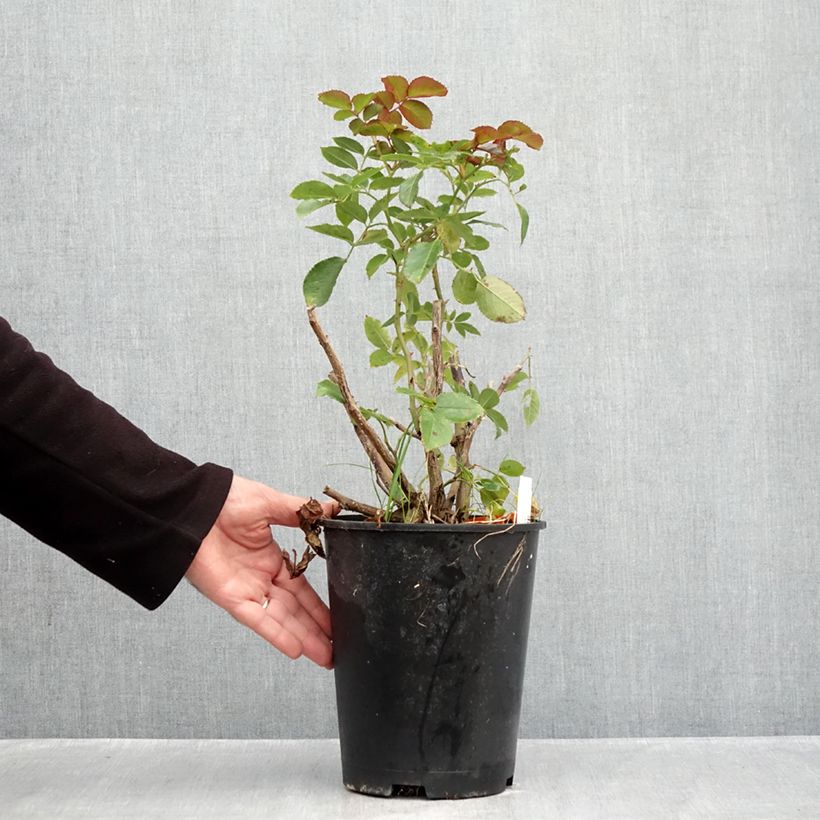 Exemplaar van Rosa Pierre de Ronsard - Klimroos Pot van 4 l/5 l zoals geleverd in de herfst