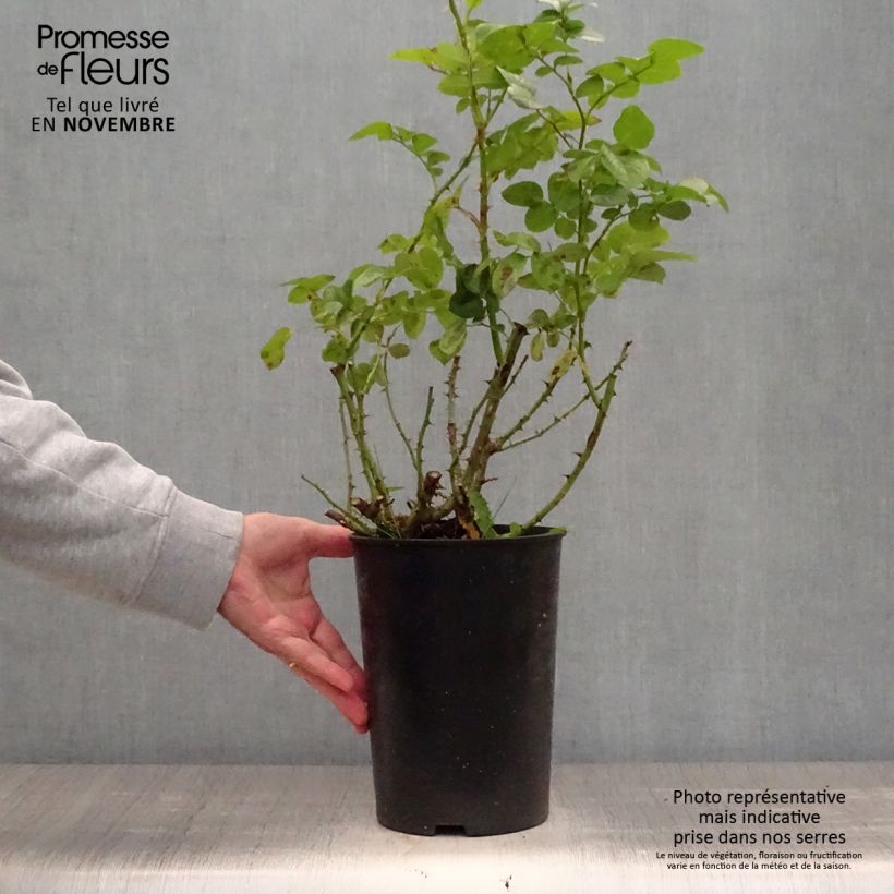Exemplaar van Rosa Polka - Grootbloemige Klimroos Pot van 4 l/5 l zoals geleverd in de herfst