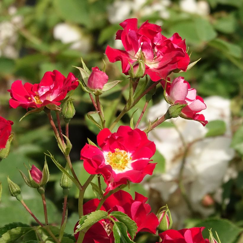 Rosa Rambling Rosie - Klimroos (Bloei)