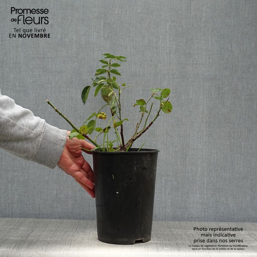 Exemplaar van Rosa Red Eden Rose - Klimroos Pot van 4 l/5 l zoals geleverd in de herfst