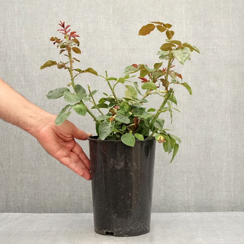Exemplaar van Rosa Red Eden Rose - Klimroos Pot van 4 l/5 l zoals geleverd in de zomer