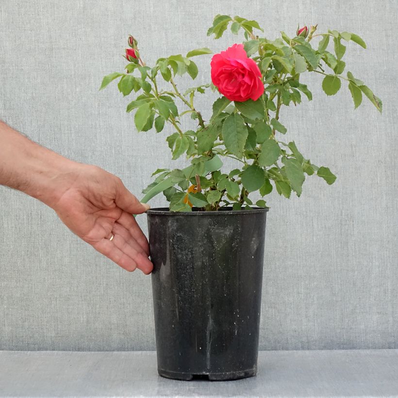 Exemplaar van Rosa Rosarium Uetersen - Klimroos Pot van 4 l/5 l zoals geleverd in de zomer