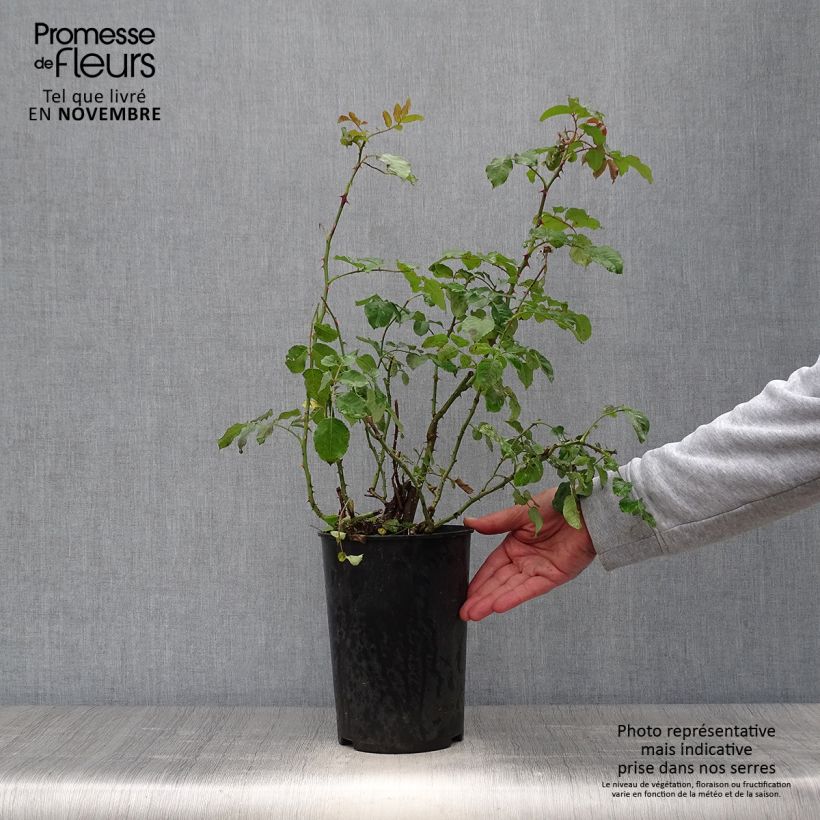 Exemplaar van Rosa Rose de Tolbiac - Klimroos Pot van 4 l/5 l zoals geleverd in de herfst