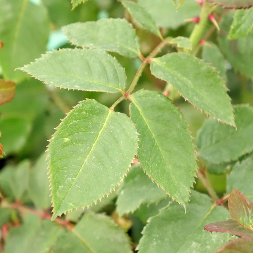 Rosa Rose de Tolbiac - Klimroos (Blad)